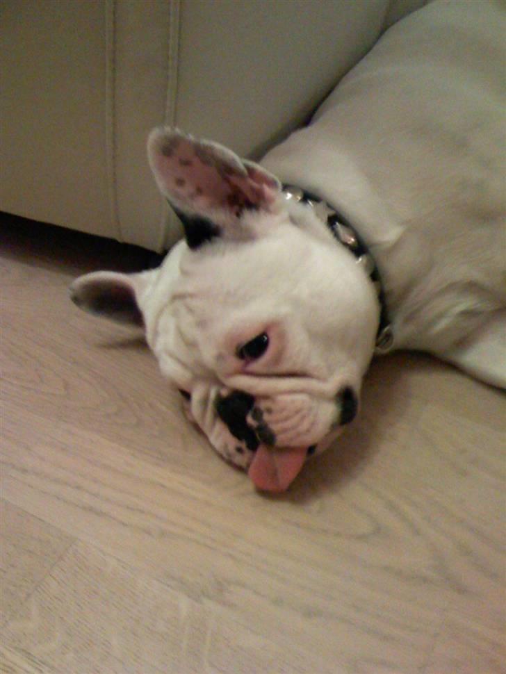 Tysk jagtterrier Rusty - Alma rusty´s gode lege kammerat, når hun ikke sover. billede 9