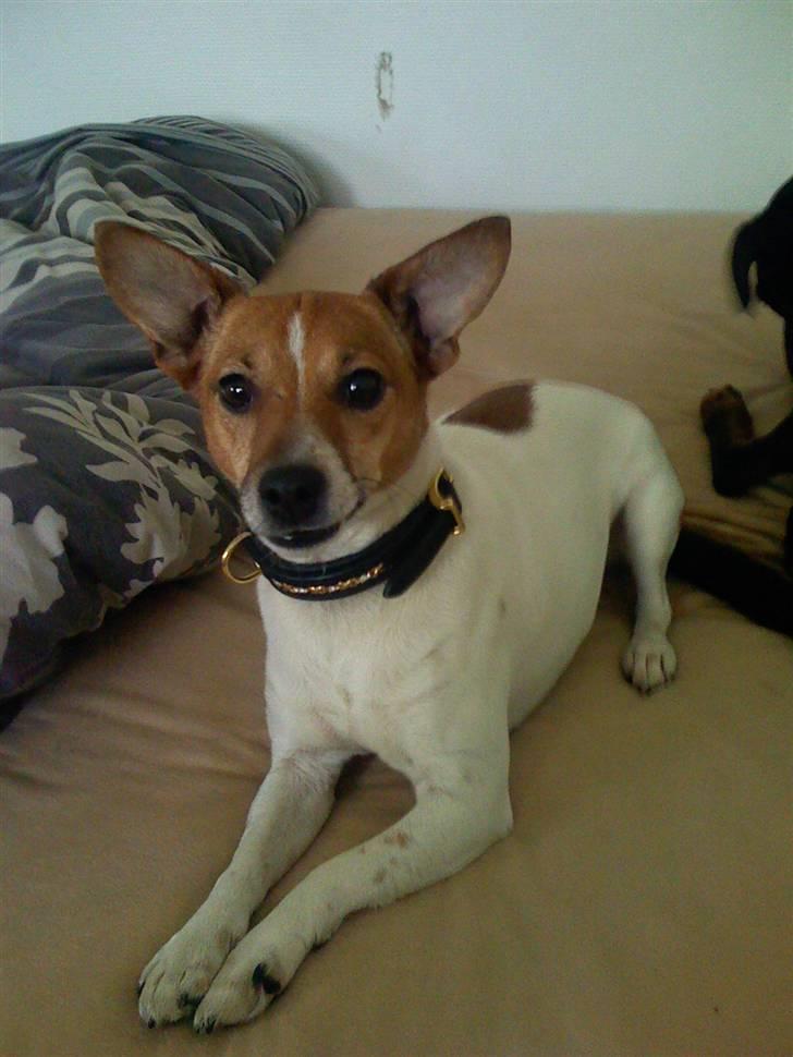 Tysk jagtterrier Rusty - lille Juliet, min mors hund, og rusty´s ven. billede 10