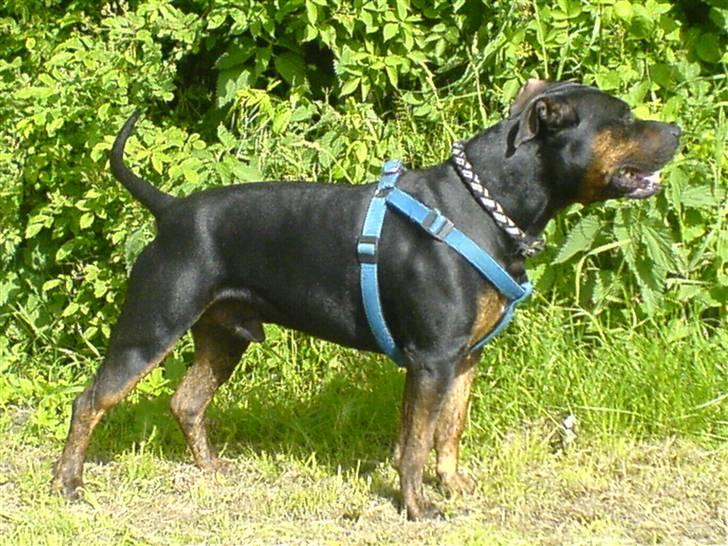 Amerikansk staffordshire terrier THOR billede 9