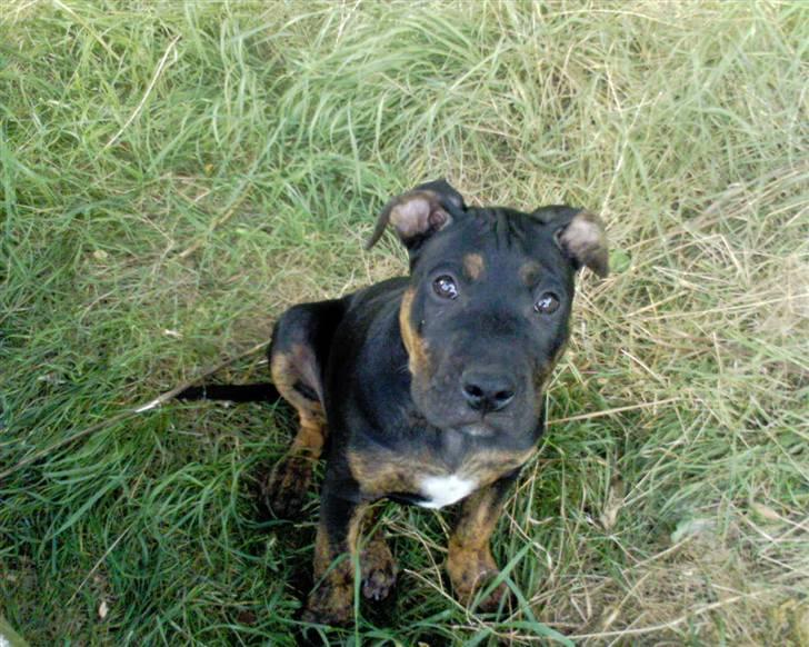 Amerikansk staffordshire terrier THOR billede 10