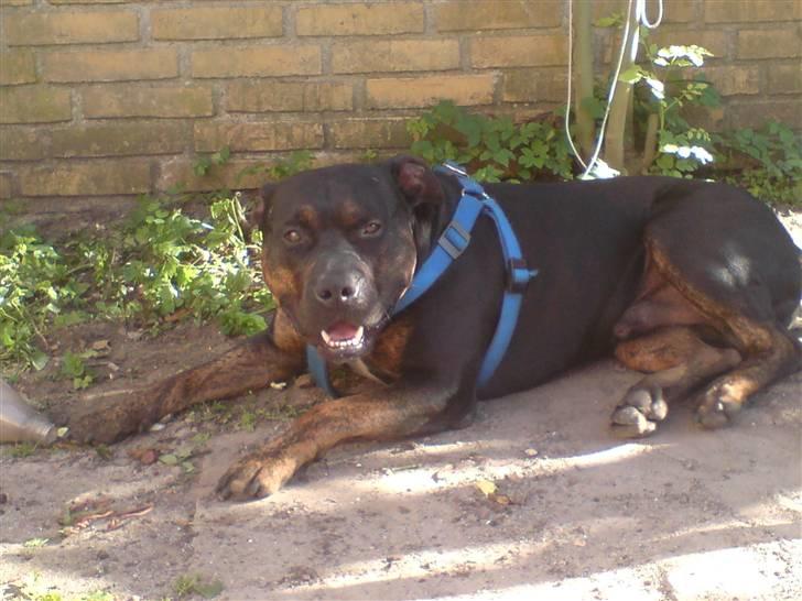 Amerikansk staffordshire terrier THOR - jeg slapper af billede 11