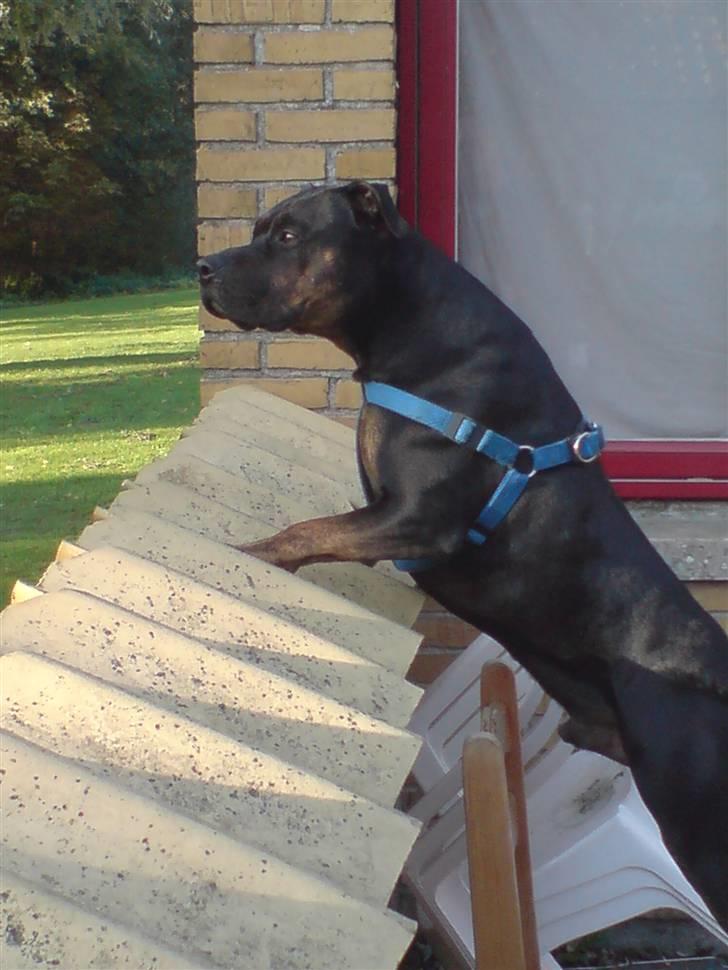 Amerikansk staffordshire terrier THOR - hvem er det ? billede 12