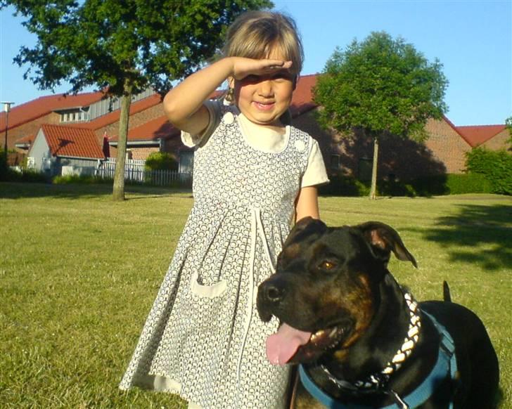 Amerikansk staffordshire terrier THOR billede 13