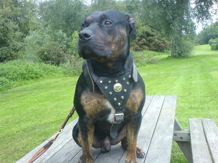 Amerikansk staffordshire terrier THOR billede 14