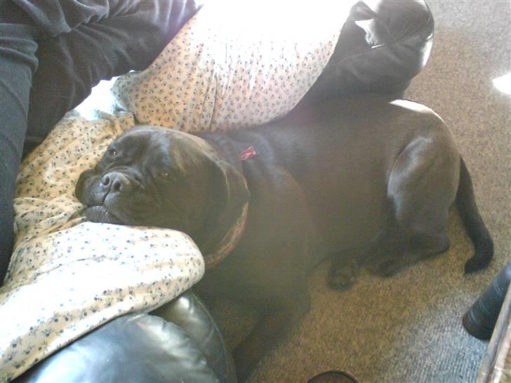 Bullmastiff Primadonna - Tybisk Prima !  :b billede 11