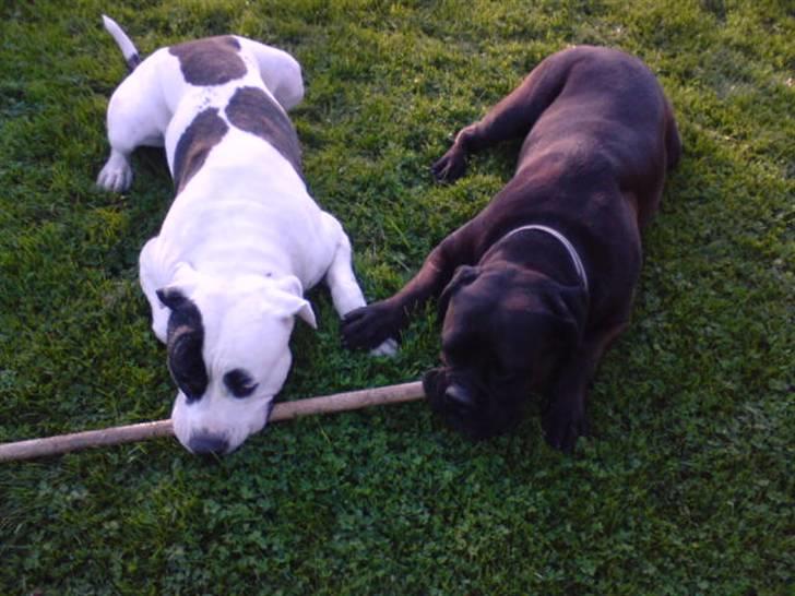 Bullmastiff Primadonna - Prima og hendes kæretse Tyson ! (L) billede 12