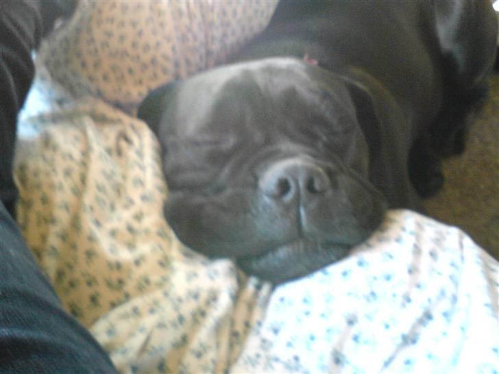 Bullmastiff Primadonna - Primadonna (L) billede 13