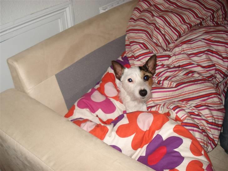 Jack russell terrier Tikka - Total Hygge billede 1