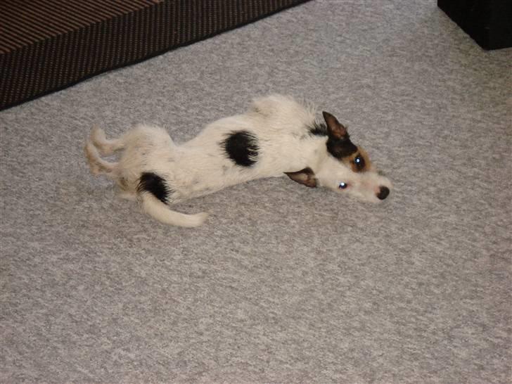Jack russell terrier Tikka - Meget Vådt billede 2
