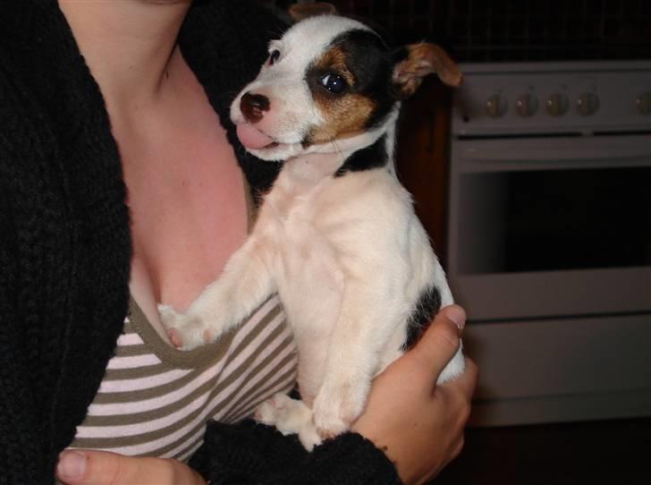 Jack russell terrier Tikka - Som Lille billede 3
