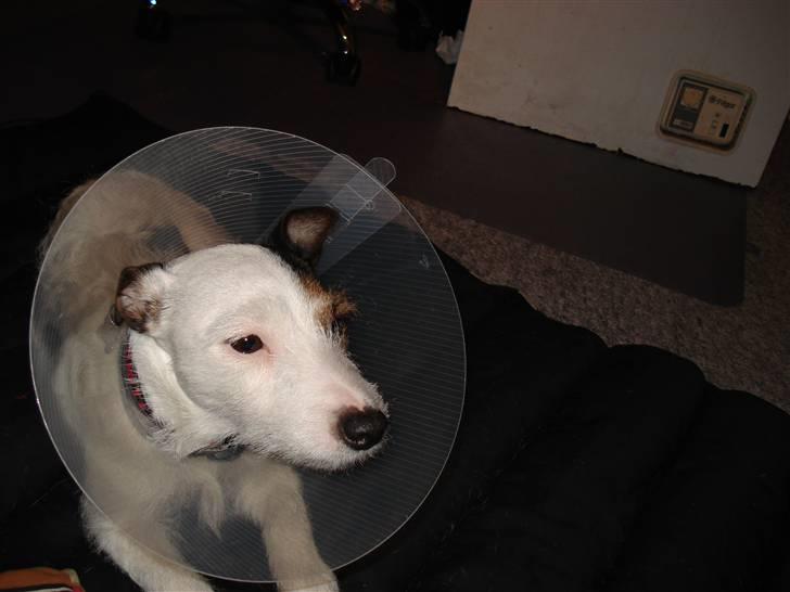 Jack russell terrier Tikka - Med Skærm billede 4
