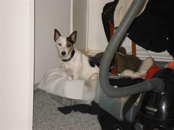 Jack russell terrier Tikka - Er det min kurv næ det er det vist ikke billede 5