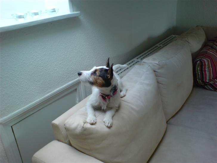 Jack russell terrier Tikka - Min udkigspost billede 6