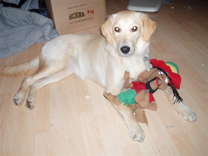 Blanding af racer Sasha - Sasha elsker at lege med sine bamser.. billede 1