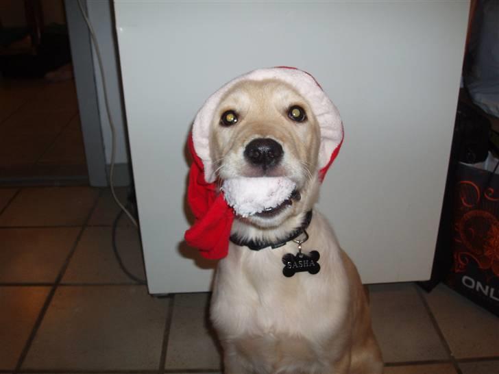 Blanding af racer Sasha - Julebilled til familien.. billede 3