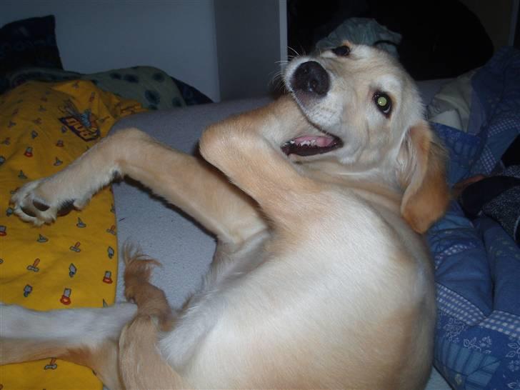 Blanding af racer Sasha - Poten kan være så irraterene ! billede 4