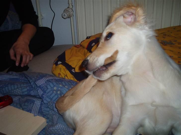 Blanding af racer Sasha - ... billede 5