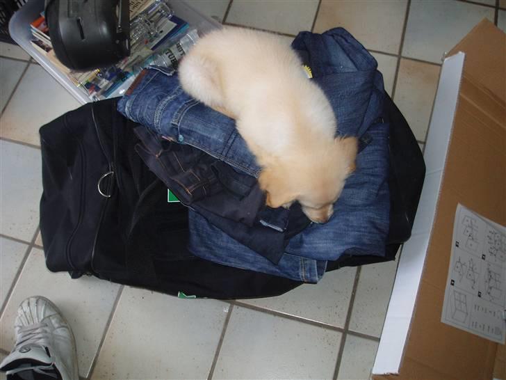 Blanding af racer Sasha - Elsker at sove på vasketøj .. billede 6