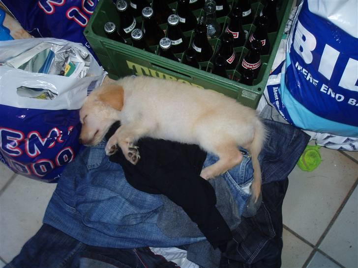 Blanding af racer Sasha - Gået kold.. på vasketøjet.. billede 7