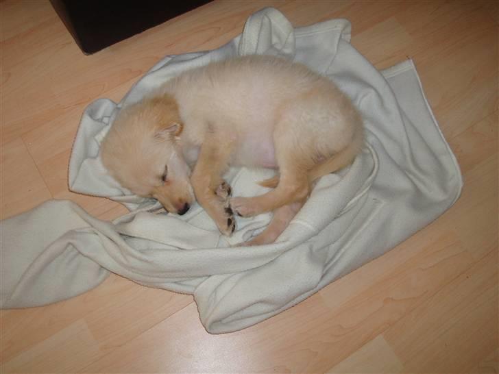 Blanding af racer Sasha - Tjah en meget træt hvalp vi har fået .. billede 8