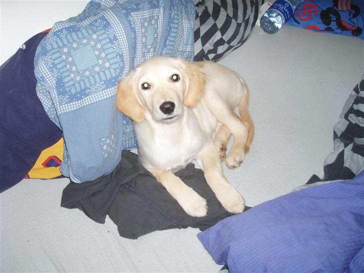 Blanding af racer Sasha - Men det bedste er nu at ligge i ´fars & mors´ seng ! billede 9