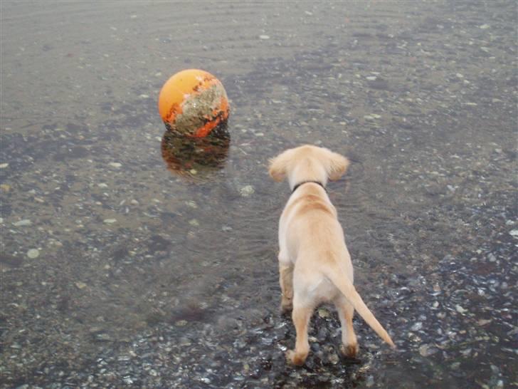 Blanding af racer Sasha - Ude og lege i vandet på stranden.. billede 10