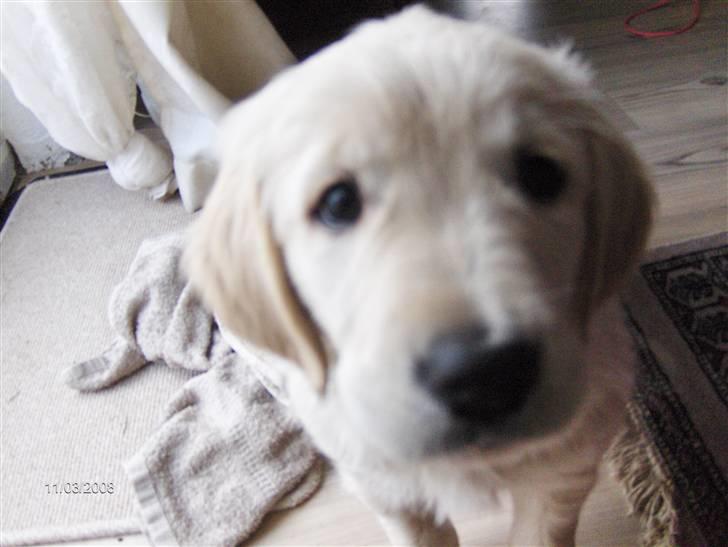Golden retriever Manse. - Her er min lille frække Manse:) billede 1