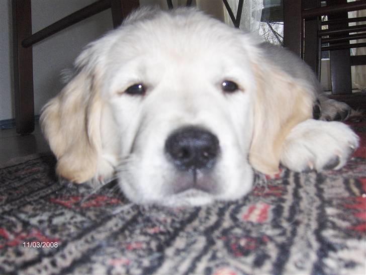 Golden retriever Manse. - Så det slut med legen,, billede 2