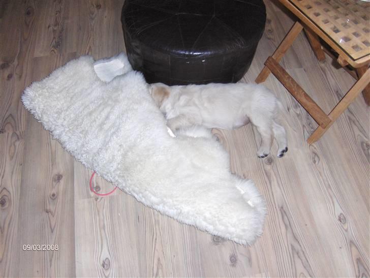 Golden retriever Manse. - Det ikke sådan at skelne tæppet fra hunden. billede 3