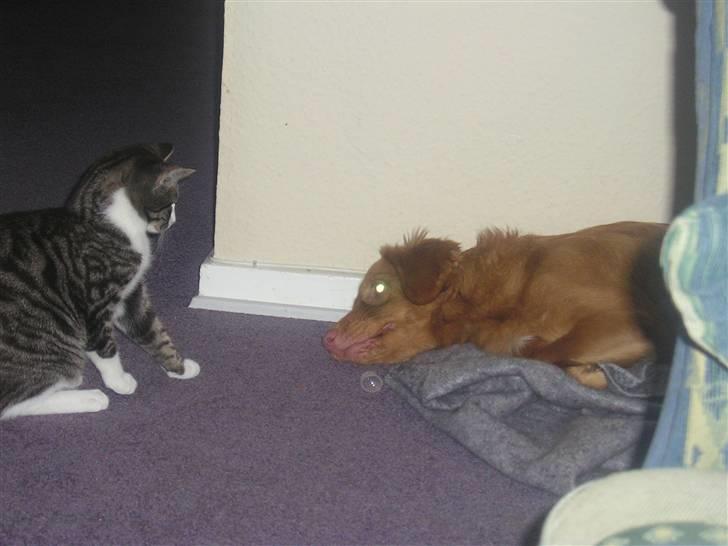 Nova scotia duck tolling retriever frida billede 2