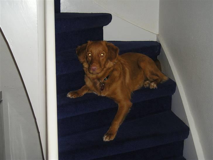 Nova scotia duck tolling retriever frida billede 3