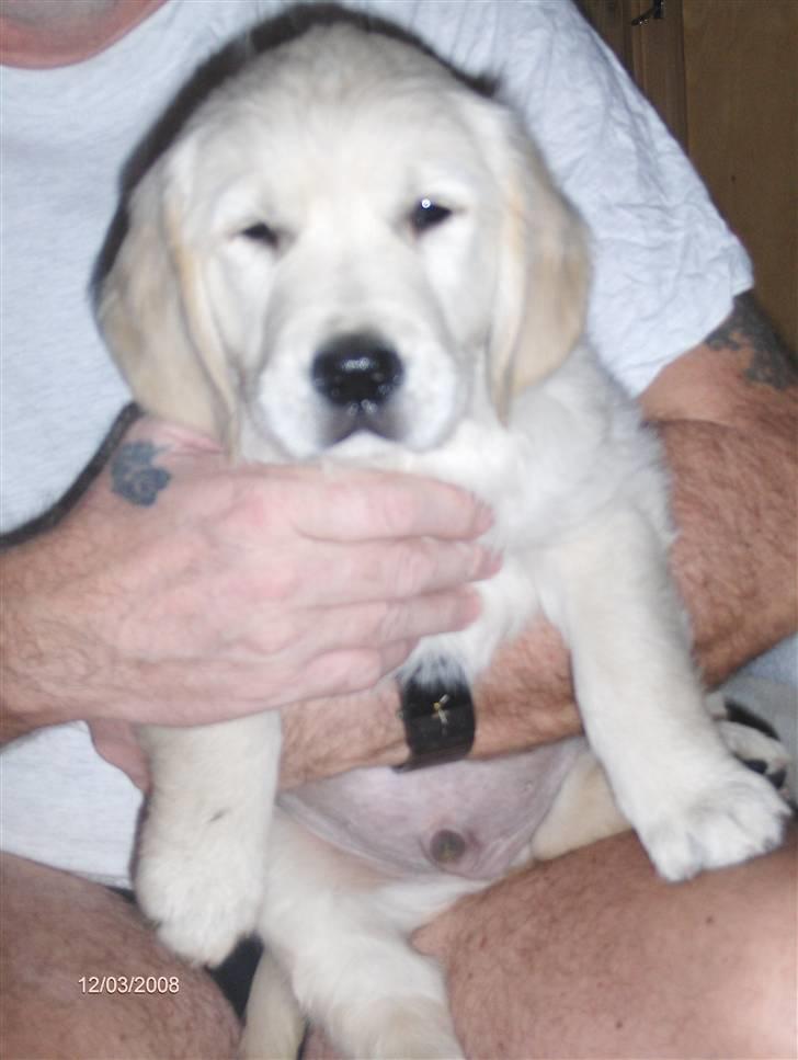 Golden retriever Manse. - Det godt nok svært at få taget et billed af ham. billede 5