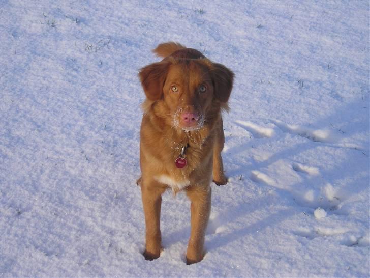 Nova scotia duck tolling retriever frida billede 5