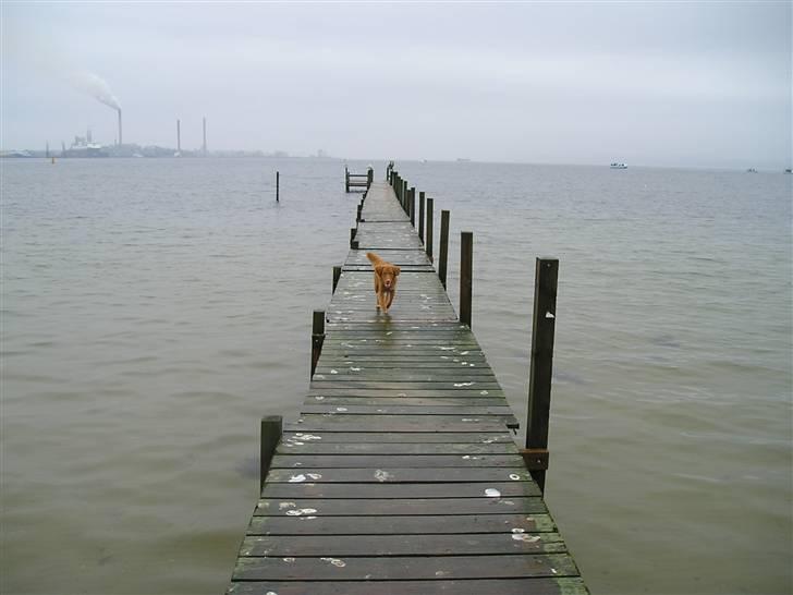 Nova scotia duck tolling retriever frida billede 6