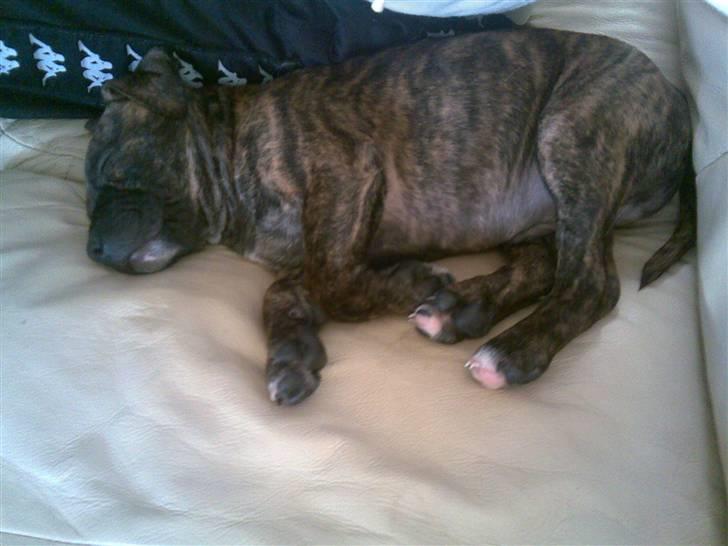 Staffordshire bull terrier taz billede 1