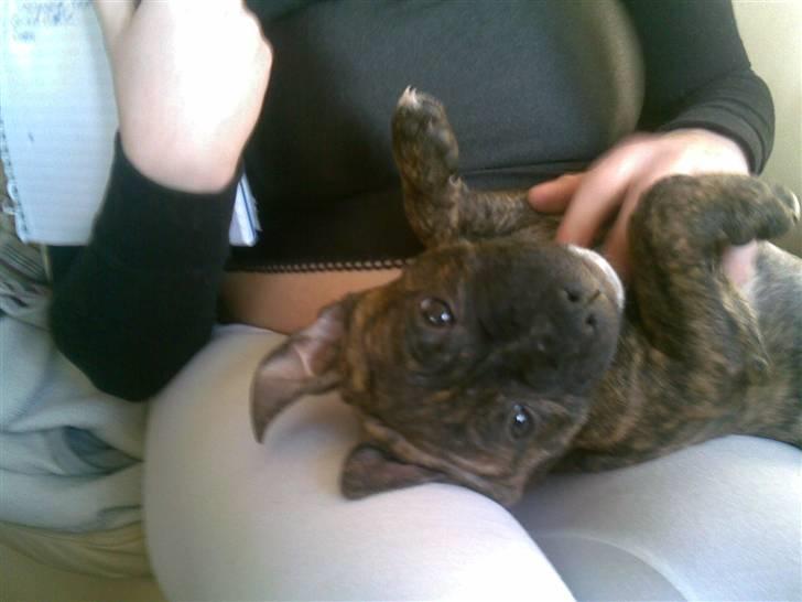 Staffordshire bull terrier taz billede 2