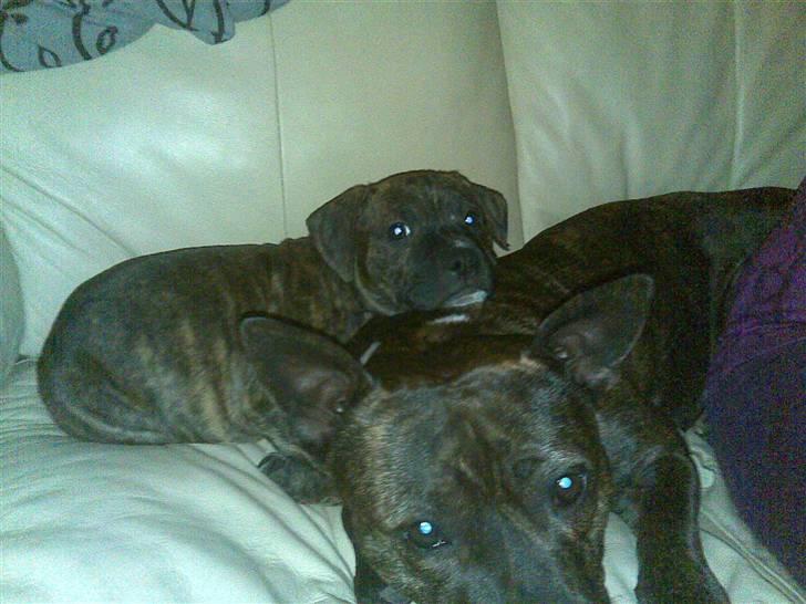 Staffordshire bull terrier taz billede 3