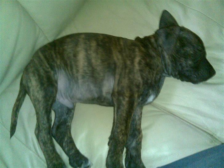 Staffordshire bull terrier taz billede 4