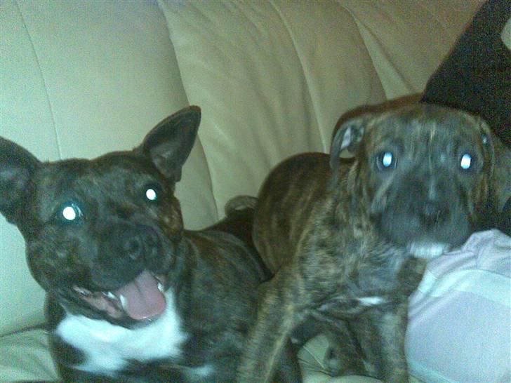Staffordshire bull terrier taz billede 5
