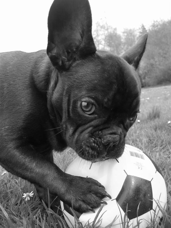 Fransk bulldog Herkules billede 1