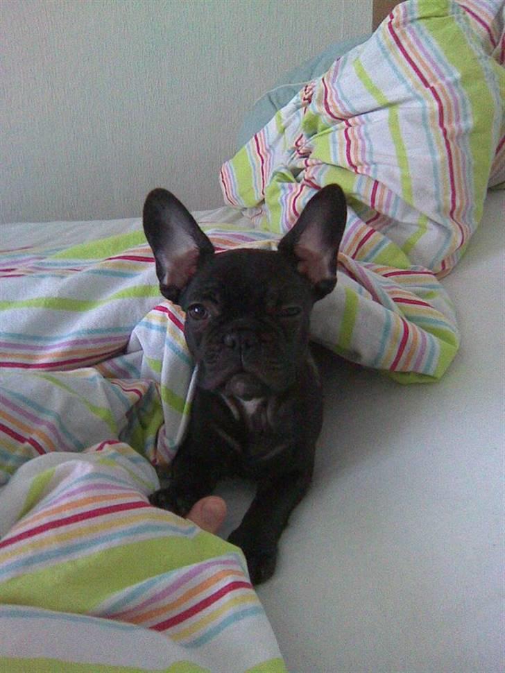 Fransk bulldog Herkules billede 2