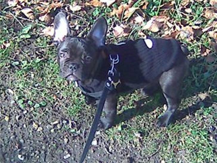 Fransk bulldog Herkules billede 4