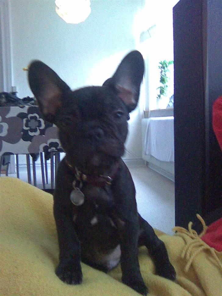 Fransk bulldog Herkules billede 5