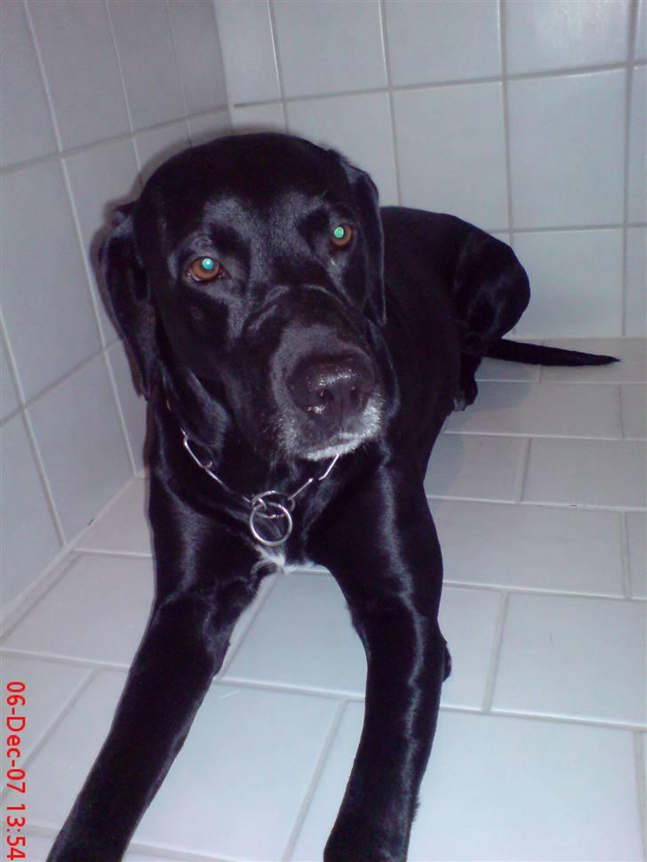 Labrador retriever Mickey billede 1