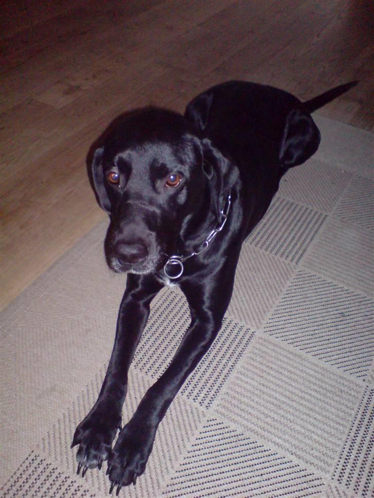 Labrador retriever Mickey billede 2