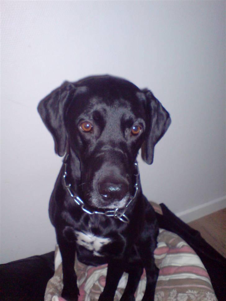 Labrador retriever Mickey billede 3