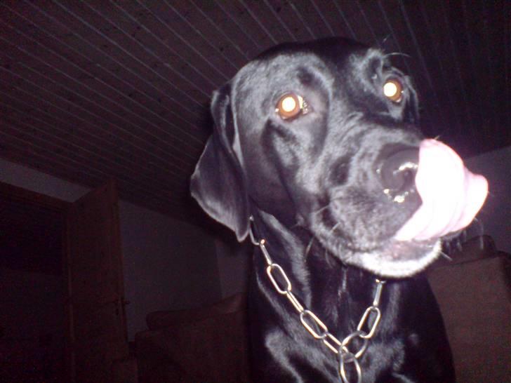 Labrador retriever Mickey billede 4