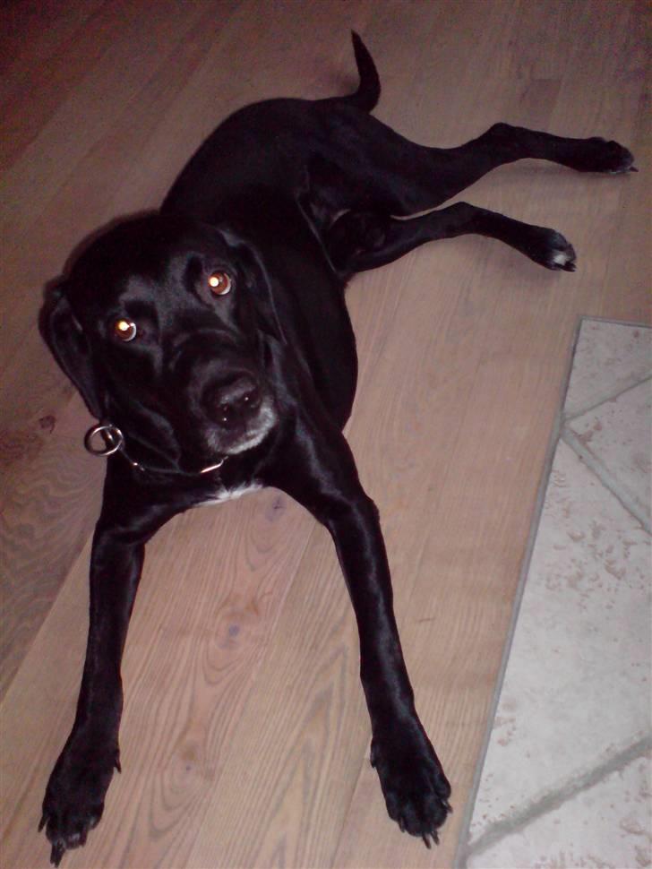 Labrador retriever Mickey billede 5