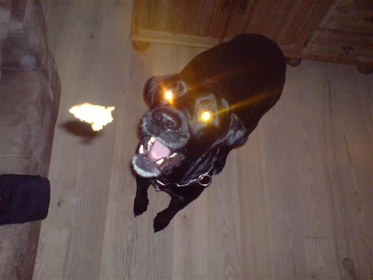 Labrador retriever Mickey billede 6