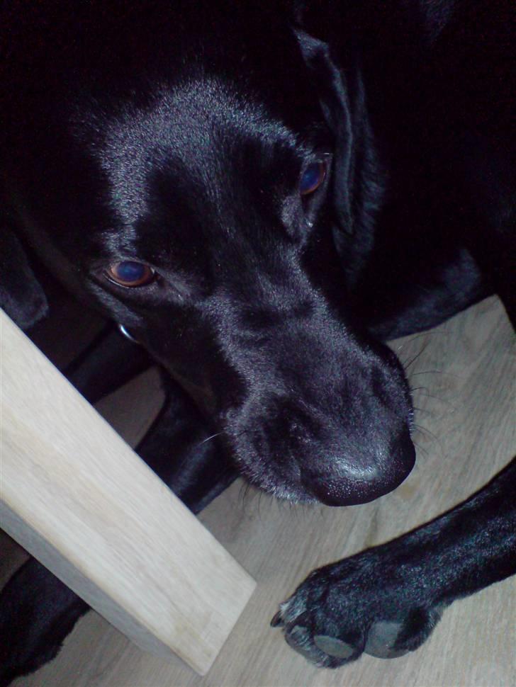 Labrador retriever Mickey billede 7